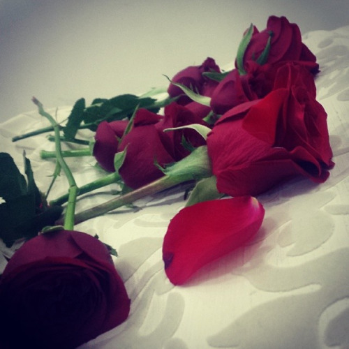رمزيات ورد جوري انستقرام مع قلب أحمر Tumblr صور ورد وزهور Rose Flower Images