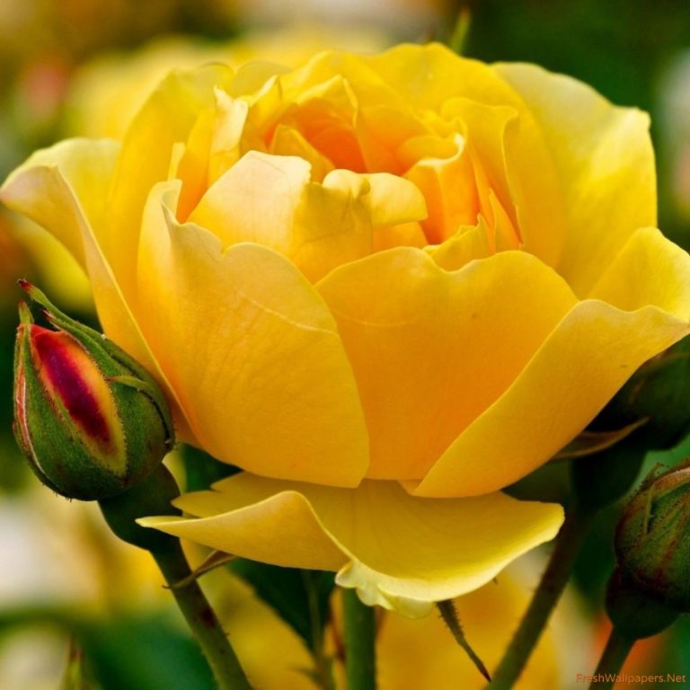 ورود صفراء صافية Yellow Rose صور ورد وزهور Rose Flower images