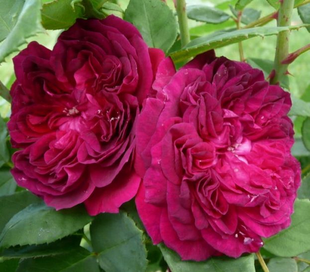 ورد جوري HD - صور ورد وزهور Rose Flower images