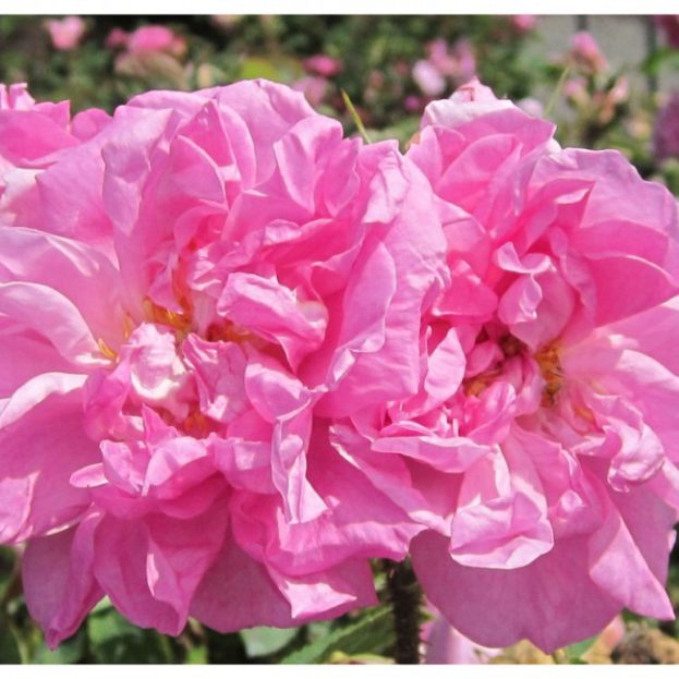 أحلى ورد جوري Damasks - صور ورد وزهور Rose Flower images