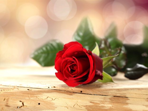 صور ورد أحمر للعشاق Red Rose Flower Love - صور ورد وزهور Rose Flower images