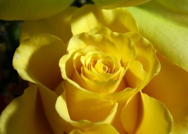 ورد اصفر جوري 2017 Yellow Rose HD Photo - صور ورد وزهور Rose Flower images