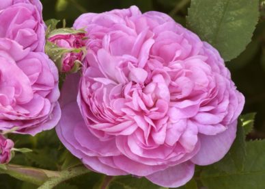 باقات ورد جوري Damask Rose Wallpaper - صور ورد وزهور Rose Flower images