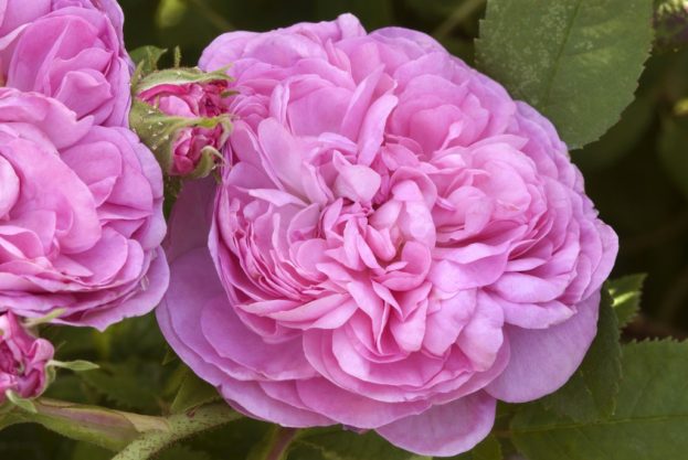باقات ورد جوري Damask Rose Wallpaper - صور ورد وزهور Rose Flower images