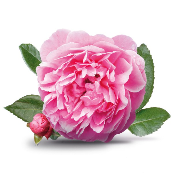 ورد جوري وردي طبيعي صور تصميم Damask Rose Fresh Flower - صور ورد وزهور Rose Flower images