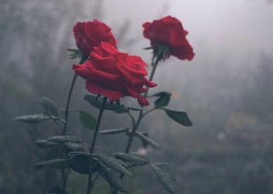 رمزية ورود حمراء جميلة ومعبرة - صور ورد وزهور Rose Flower images