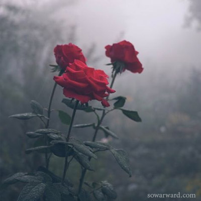 رمزية ورود حمراء جميلة ومعبرة - صور ورد وزهور Rose Flower images