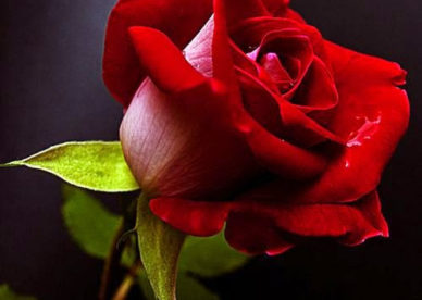 ورد جوري أجمر جميل Red - صور ورد وزهور Rose Flower images