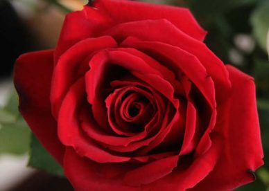 صور ورد أحمر طبيعي رومانسي Red Rose - صور ورد وزهور Rose Flower images