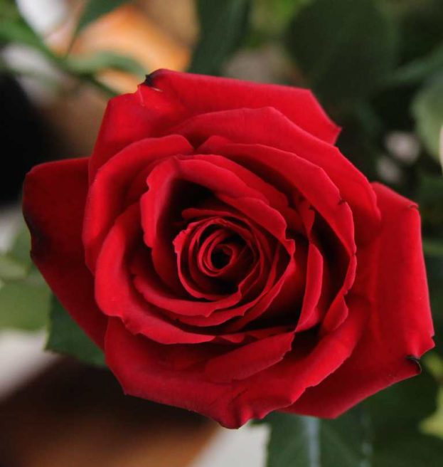 صور ورد أحمر طبيعي رومانسي Red Rose - صور ورد وزهور Rose Flower images