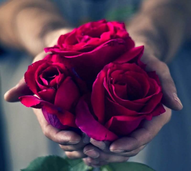 ورد أحمر رومانسي red rose shows love صور ورد وزهور rose flower images