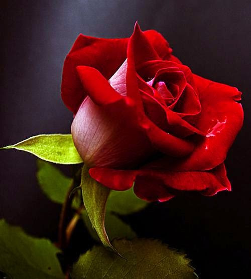 ورد جوري أجمر جميل Red - صور ورد وزهور Rose Flower images