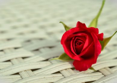 وردة حمراء رومانسية Rose - صور ورد وزهور Rose Flower images