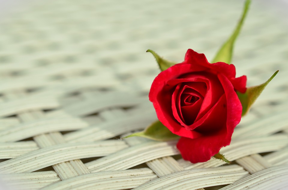 صديق جيد تأثير قسم  وردة حمراء رومانسية Rose - صور ورد وزهور Rose Flower images