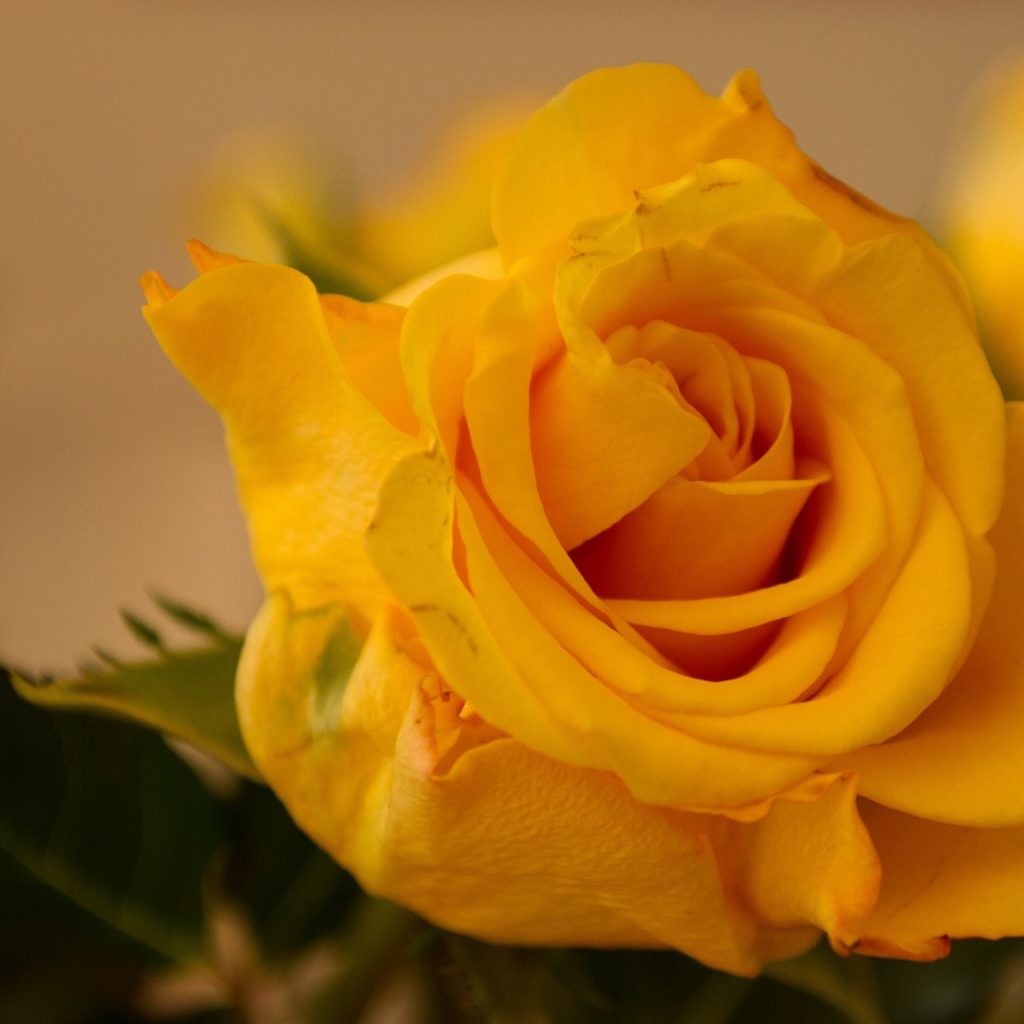 صورة وردة صفراء حلوة Yellow 4k Rose Wallpaper - صور ورد وزهور Rose