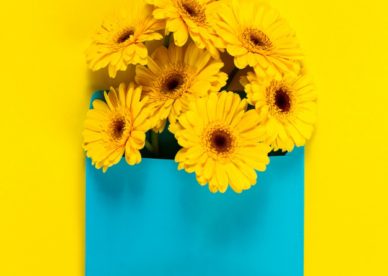 أحلى صور الورد Yellow Flowers On A Yellow Table With A Blue Board - صور ورد وزهور Rose Flower images
