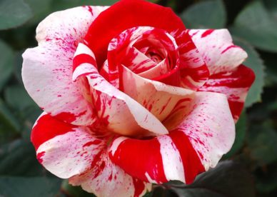Red White Rose Seeds - صور ورد وزهور Rose Flower images