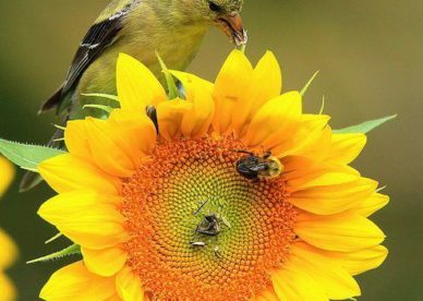 احلى واجمل ورد Sunflower - صور ورد وزهور Rose Flower images