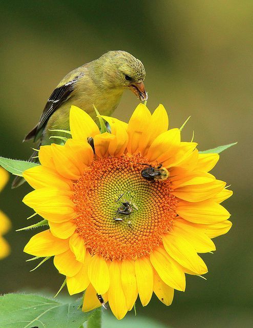احلى واجمل ورد Sunflower - صور ورد وزهور Rose Flower images