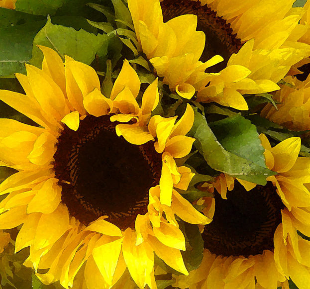 صور زهور عباد الشمس عالية الدقة Sunflowers - صور ورد وزهور Rose Flower images