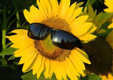 Best SunFlower Pictures - صور ورد وزهور Rose Flower images