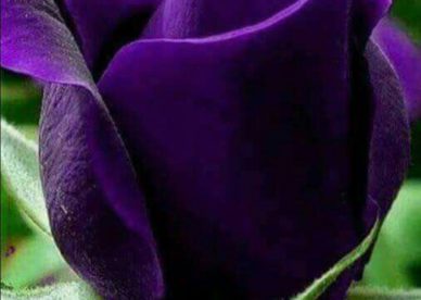 صور زهرة البنفسج للفيس بوك-صور ورد وزهور