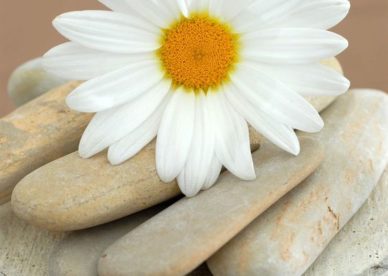 صور زهرة بيضاء حلوة - صور ورد