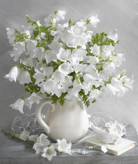 أجمل صور زهور بيضاء - صور ورد