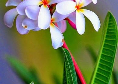 صور عن زهور الياسمين-صور ورد