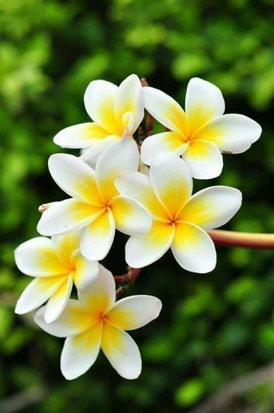 صور ورد وزهور الياسمين jasmine flowers-صور ورد