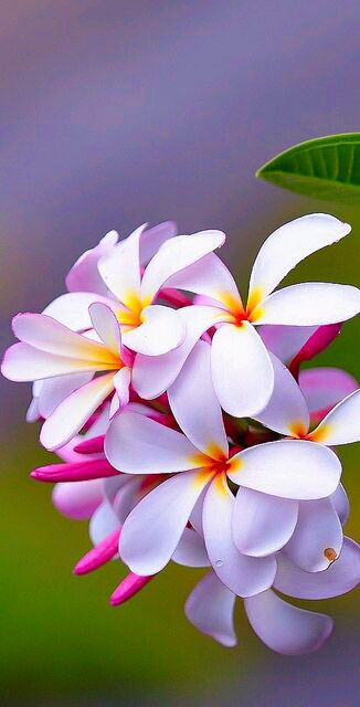 صور زهور الياسمين جميلة-صور ورد