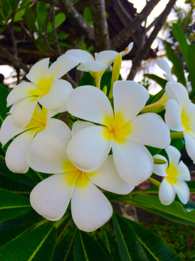 أجمل صور زهرة الياسمين Jasmine Flower Pictures- صور ورد