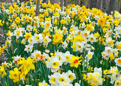 صور زهرة نرجس باللون الأبيض والأصفر-صور ورد