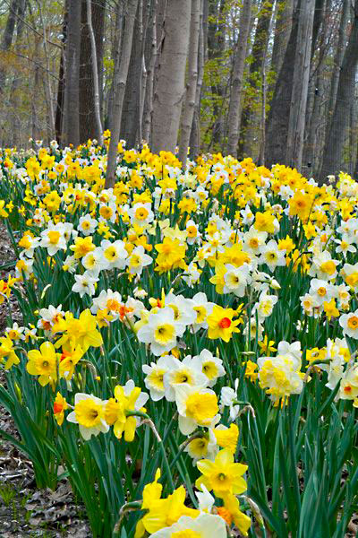 صور زهرة نرجس باللون الأبيض والأصفر-صور ورد