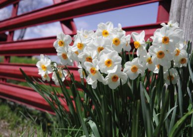 أجمل صور زهرة النرجس Narcissus Flower Pictures-صور ورد