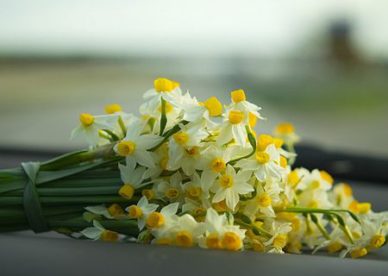 أجمل صور زهور النرجس-صور ورد