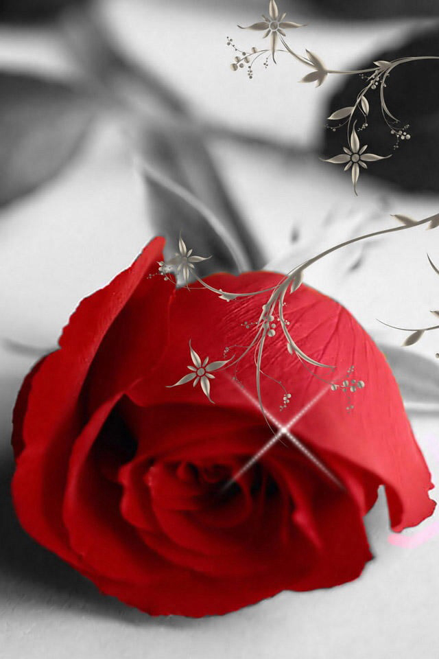 خلفيات ورد رومانسية صور ورد وزهور Rose Flower images