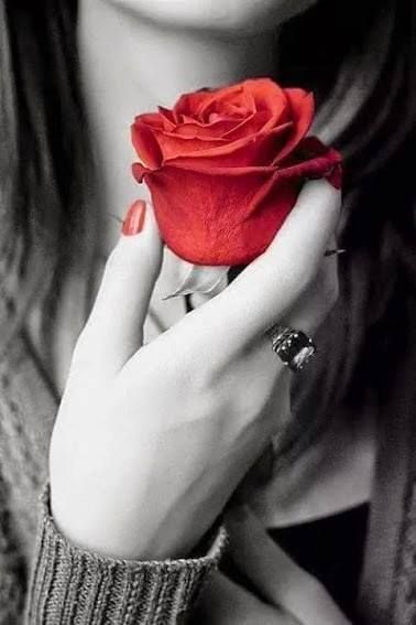 ثونغ المضيق الشوربة جوهريا  صور ورد رومانسية تعبر عن الحب - صور ورد وزهور Rose Flower images