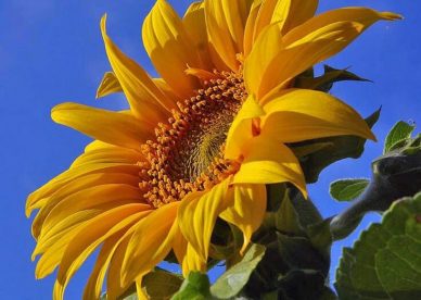 صور حقول دوار الشمس - صور ورد